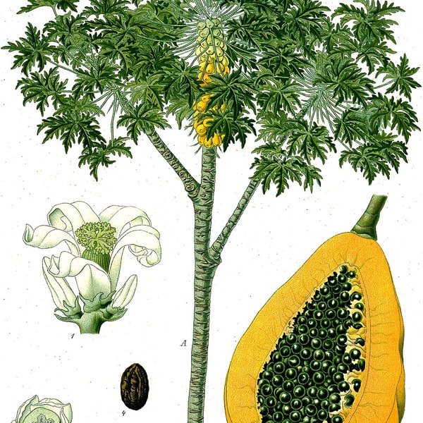 Papaya Red Lady