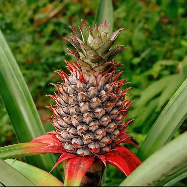 Pineapple Queen