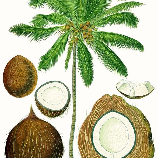 Coconut Tender