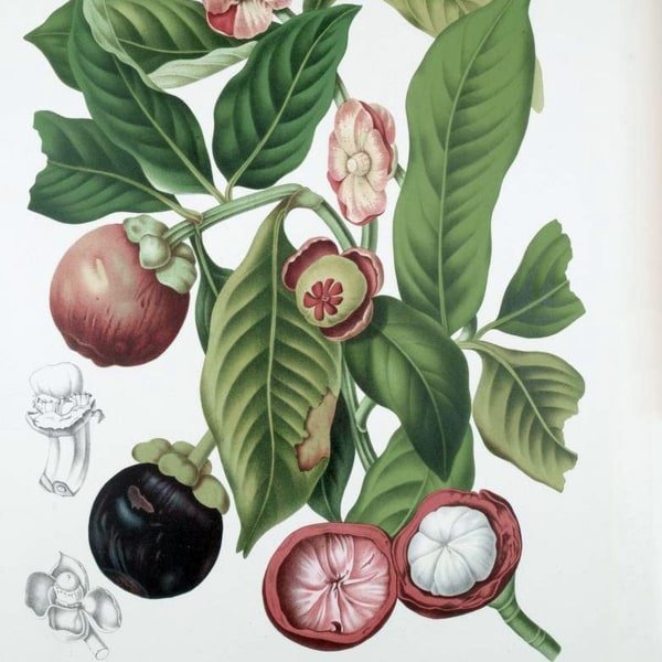 Mangosteen