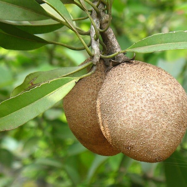 Sapota Chiku