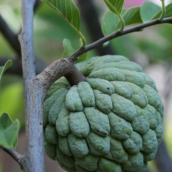 Custard Apple Sitaphal
