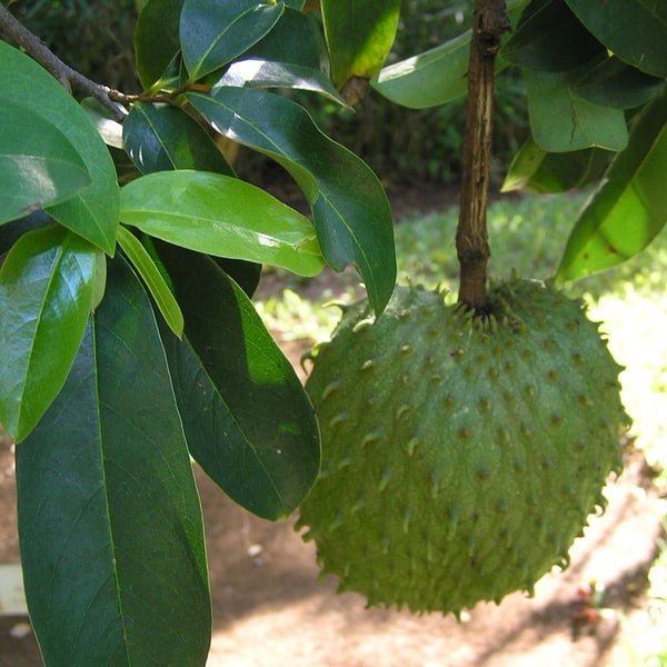 Soursop