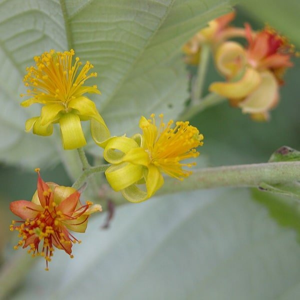 Phalsa