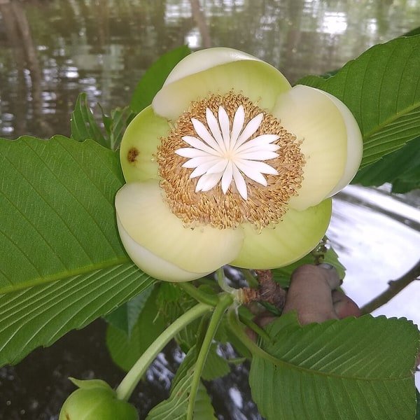 Elephant Apple